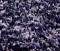 Like spectators in a sports arena, Thick-billed Murres (Uria lomvia) and Black-legged Kittiwakes...