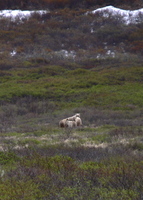 ...Mother Grizzly with three cubs near Nome. Photo by Rick Taylor. Copyright Borderland Tours. All 