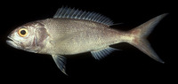 Pristipomoides filamentosus, Crimson jobfish: fisheries, gamefish