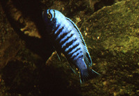 Pseudotropheus heteropictus, : aquarium