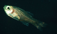 Phaeoptyx xenus, Sponge cardinalfish: