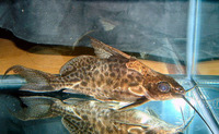 Synodontis alberti, Bigeye squeaker: aquarium