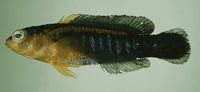 Pseudochromis cyanotaenia, Surge dottyback: aquarium