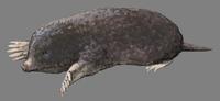 Image of: Talpa europaea (European mole)