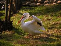 Pelecanus erythrorhynchos - American White Pelican