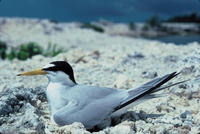 Image of: Sterna antillarum (least tern)
