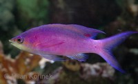 Pseudanthias tuka - Purple Anthias
