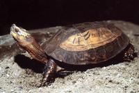 Cuora galbinifrons - Indochinese Boxturtle
