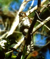 Mauritius Kestrel - Falco punctatus