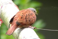 Ruddy Ground-Dove - Columbina talpacoti