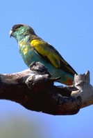 Hooded Parrot - Psephotus dissimilis