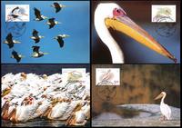 Ukraine Great White Pelican Set of 4 official Maxicards