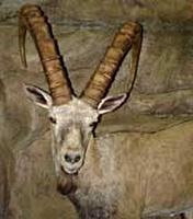 gobi ibex