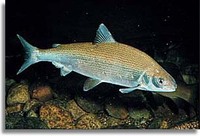 Whitefish Coregonus lavaretus