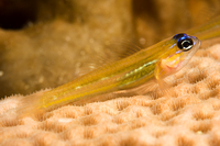 : Coryphopterus lipernes; Peppermint Goby