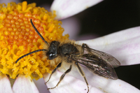 : Andrena sp.