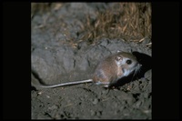 : Dipodomys nitratoides exilis; Fresno Kangaroo Rat
