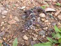 : Coleonyx mitratus; Banded Gecko