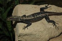 : Platysaurus imperator; Emperor Flat Lizard