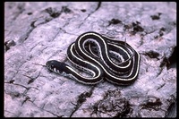 : Thamnophis elegans elegans; Mountain Garter Snake