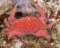 : Neoliomera sp. 1