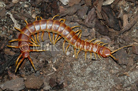 : Scolpendra species; Centipede