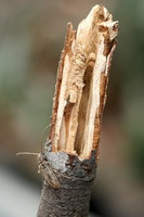 Trichoferus griseus