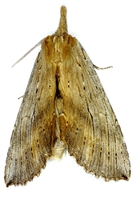 Pterostoma palpina - Pale Prominent