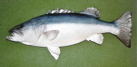 Polyprion oxygeneios, Hapuka: fisheries, gamefish