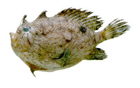 Antennarius radiosus, Singlespot frogfish: fisheries