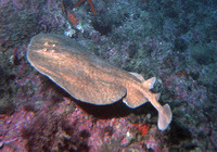 Torpedo marmorata, Spotted torpedo: aquarium
