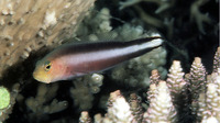 Pseudochromis bitaeniatus, Double-striped dottyback: