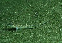 Callionymus simplicicornis, Simple-spined dragonet: