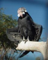 Image of: Vultur gryphus (Andean condor)