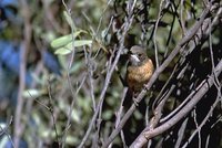 Rufous Whistler - Pachycephala rufiventris