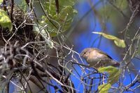 Warbler Finch - Certhidea olivacea