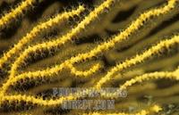 Yellow Gorgonia ( Scleraxonia ) , the Mediterranean Sea stock photo