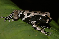 : Anotheca spinosa; Coronated Treefrog