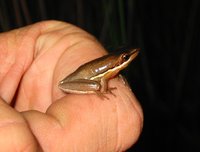 : Litoria olongburensis; Olongburra Frog