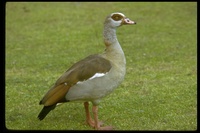 : Alopochen aegyptiaca; Egyptian Goose