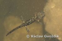 : Salamandra infraimmaculata