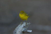 : Dendroica petechia; Yellow warbler