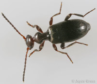 : Ischyropalpus sp.