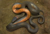 : Diadophis punctatus vandenburghi; Monterey Ringneck Snake