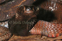 : Naja nigricollis nigricollis; Black-necked Spitting Cobra