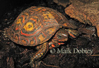 : Rhinoclemmys pulcherrima manni; Ornate Wood Turtle