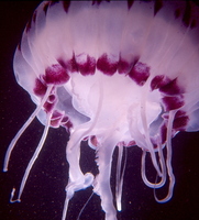 : Pelagia; Pacific Coast Medusa