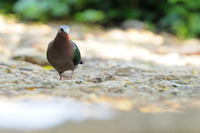 Emerald Dove   ( Chalcophaps indica )