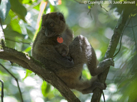 Hapalemur simus, Greater Bamboo Lemur