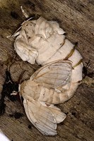 Bombyx mori - Domestic Silkmoth